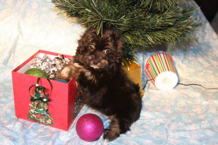 havanese-puppies